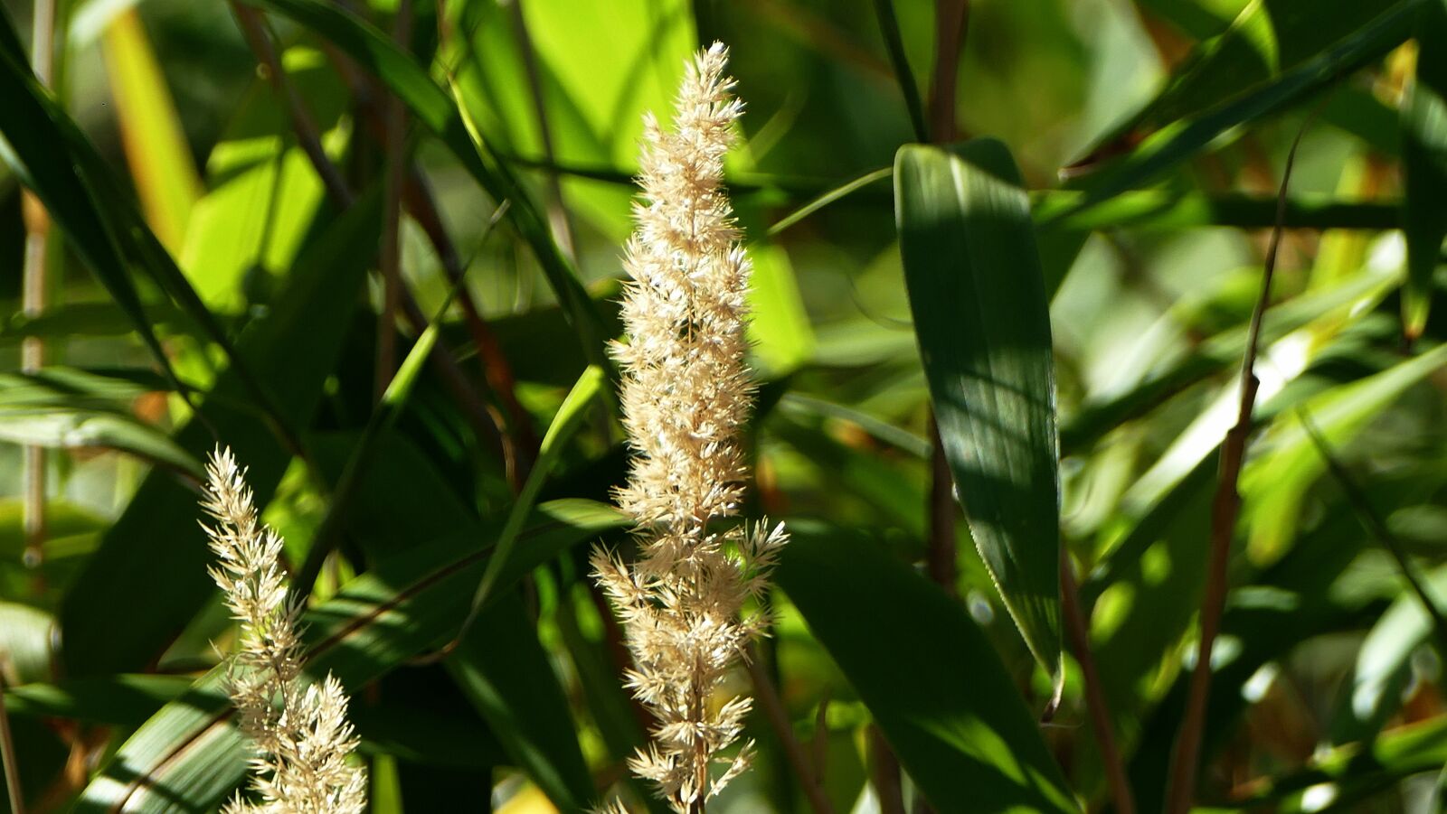 Panasonic Lumix DMC-FZ1000 sample photo. Grass, halm, meadow photography