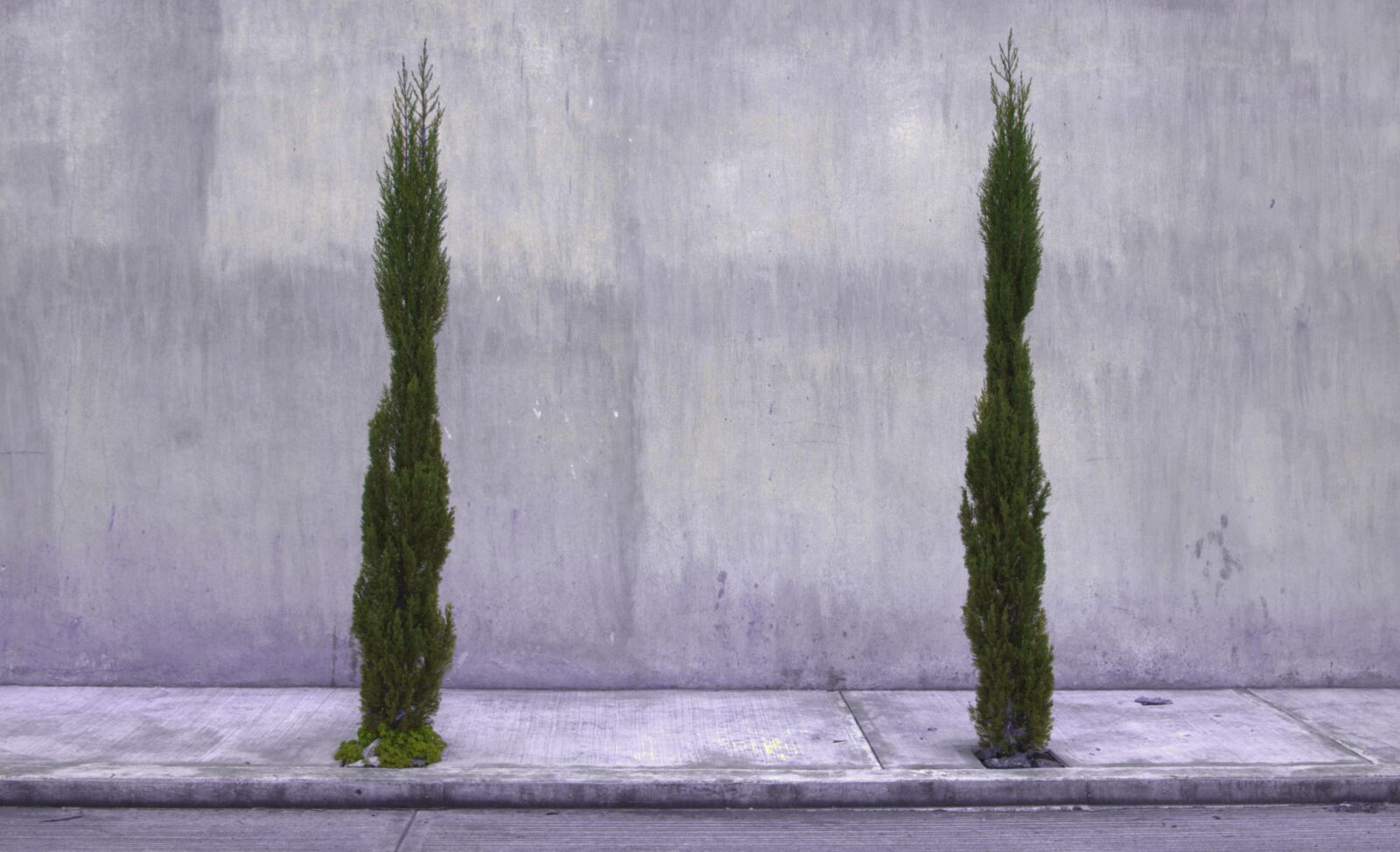 Nikon D3300 sample photo. Pine, street, sidewalk photography