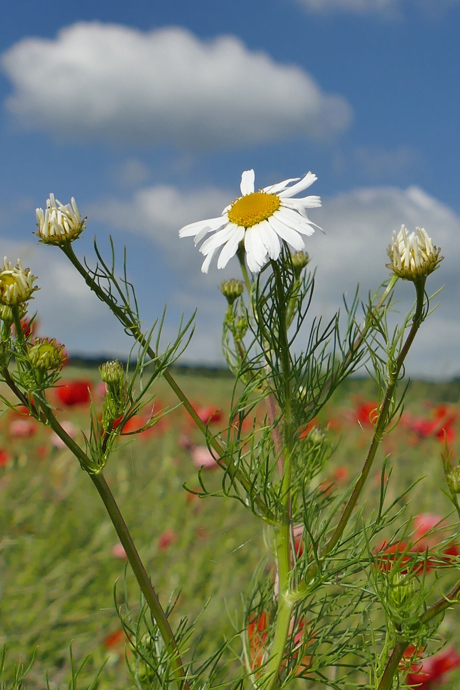 Panasonic Lumix DMC-FZ1000 sample photo. Genuine chamomile, close up photography