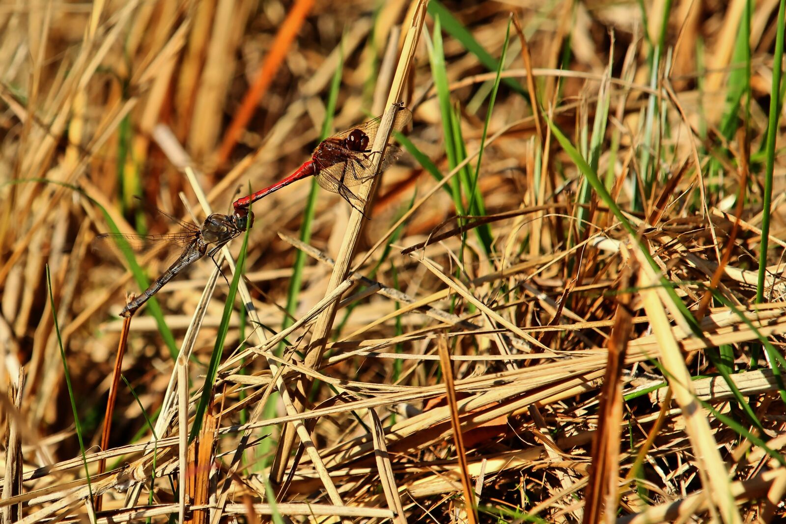Canon EF-S 55-250mm F4-5.6 IS STM sample photo. Darter sympetrum, pairing, dragonfly photography