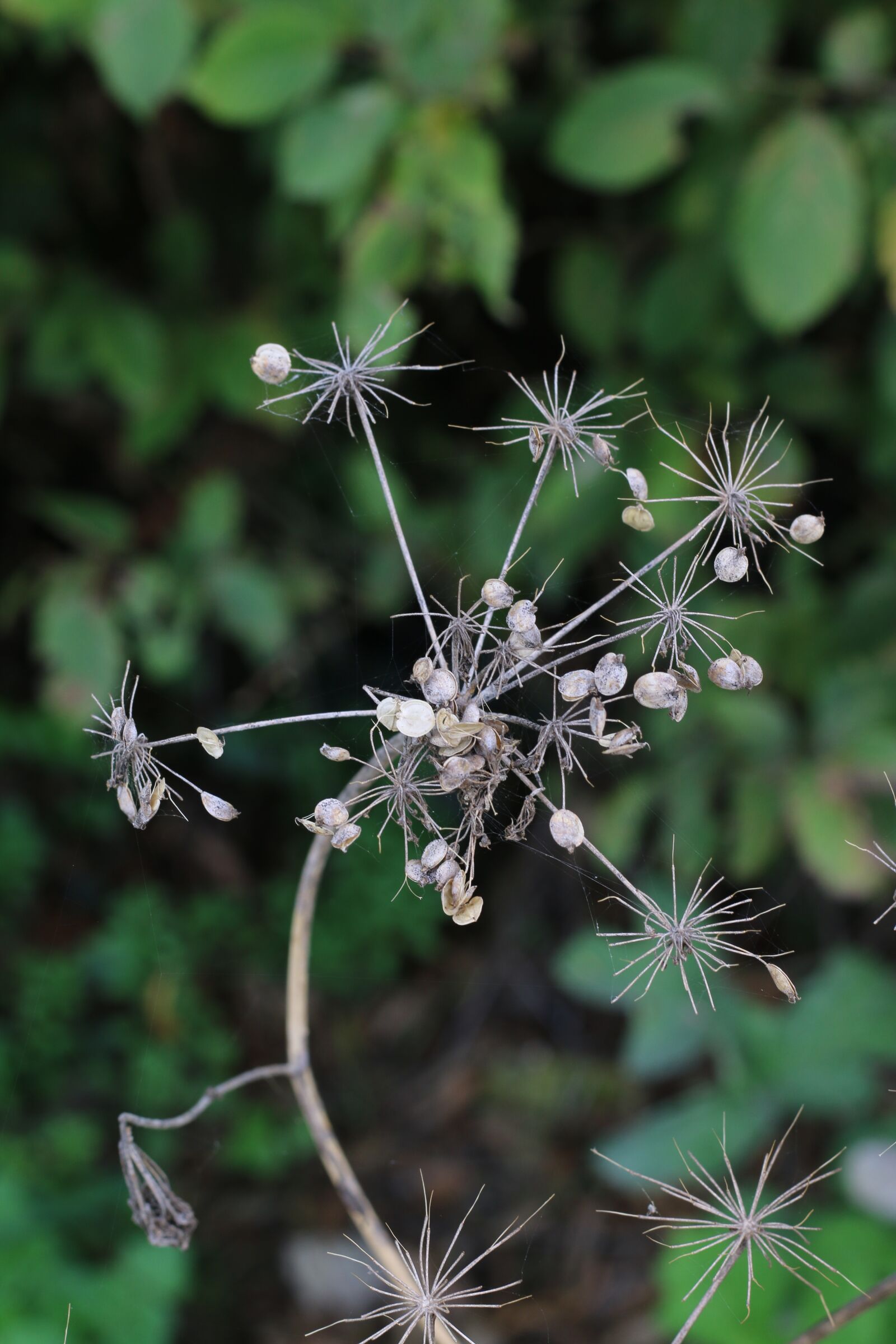 Canon EOS 70D + Canon EF 50mm F1.8 STM sample photo. Grass, wild, nature photography