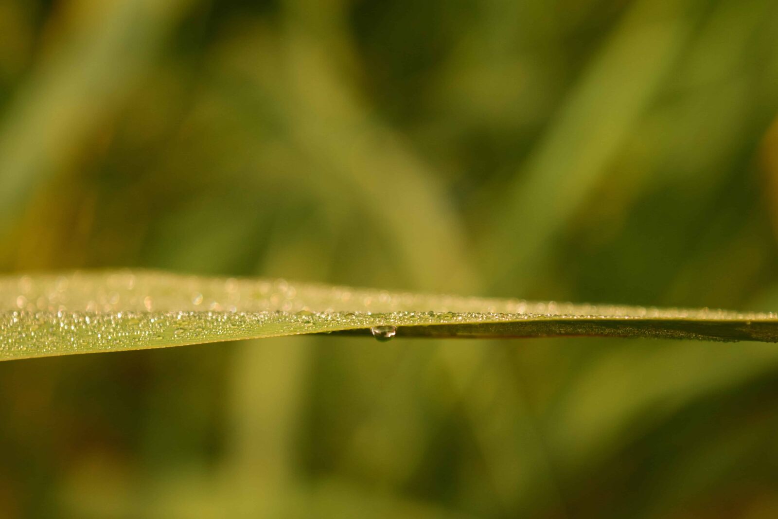 Nikon D3300 sample photo. Leaf, dew, raindrop, droplet photography