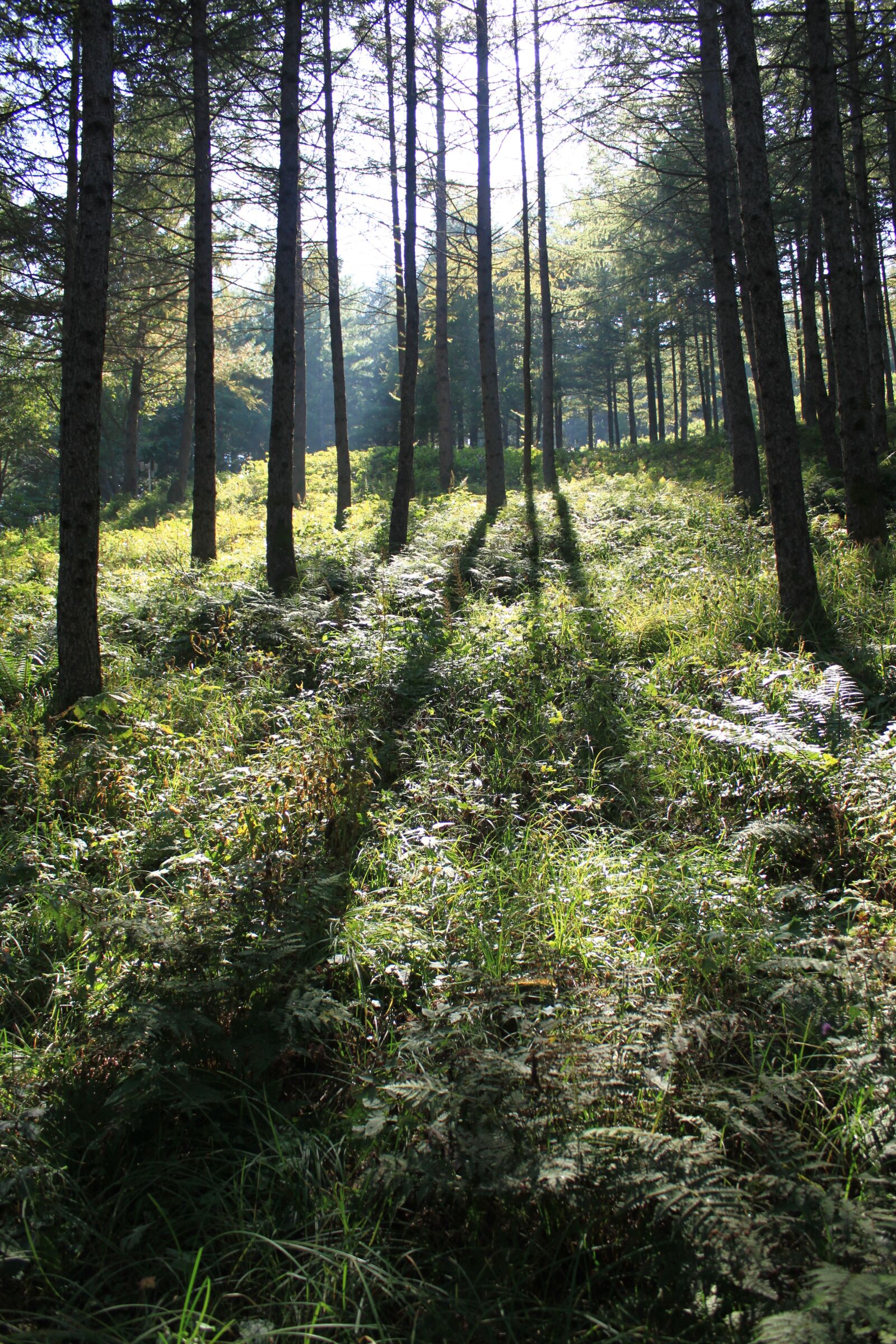 Canon EOS 500D (EOS Rebel T1i / EOS Kiss X3) sample photo. Wood, nature, forest photography