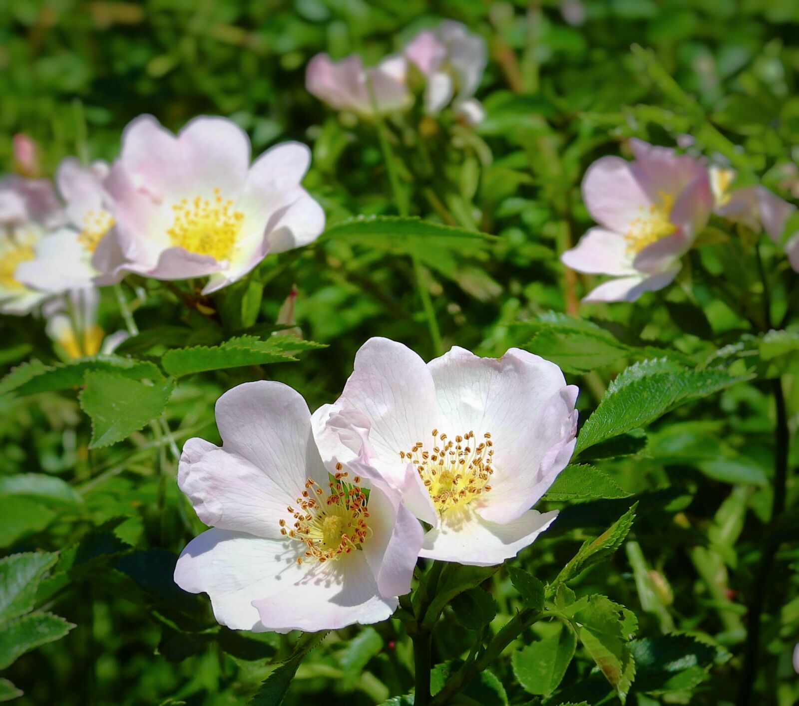 Nikon Coolpix P900 sample photo. Wild rose, flowers, pink photography