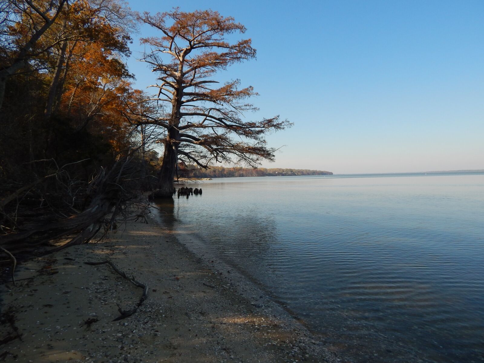 Nikon Coolpix L820 sample photo. Chipokes state park, river photography