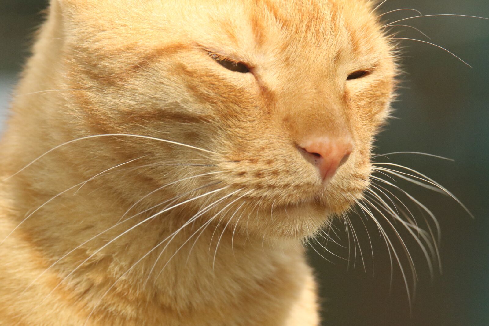 Canon EOS 7D Mark II sample photo. Cat, face, eyes photography
