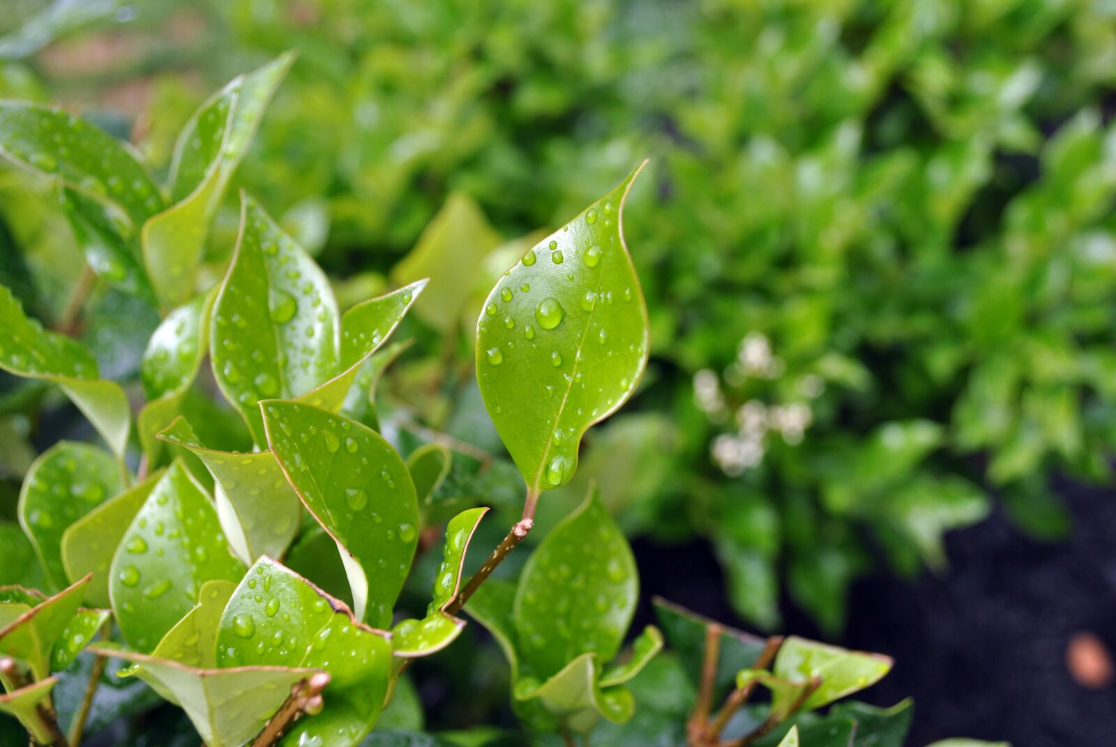 Nikon D3000 sample photo. Dew, leaves, nature photography
