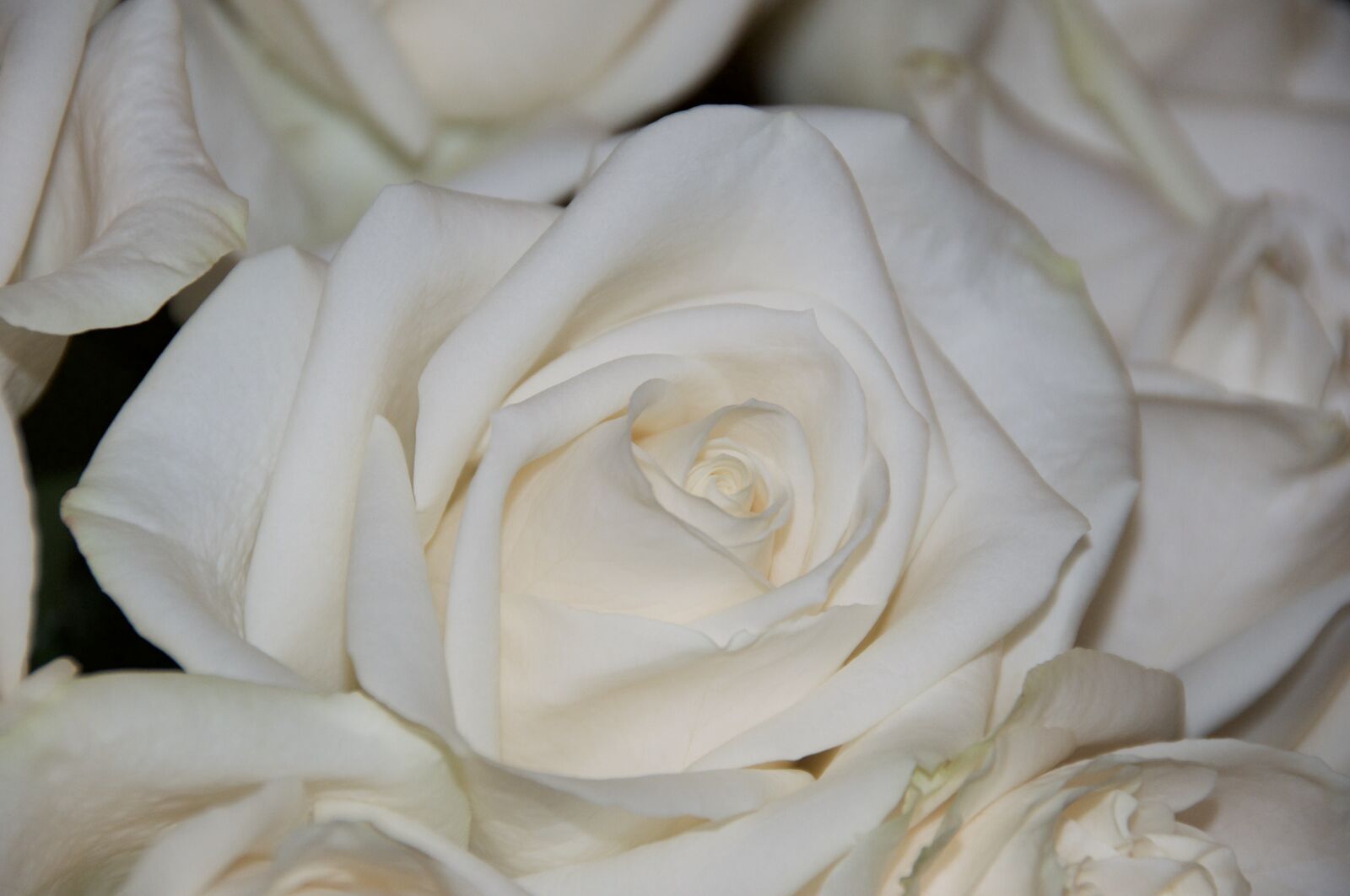 Nikon D90 sample photo. Roses, white, wedding photography