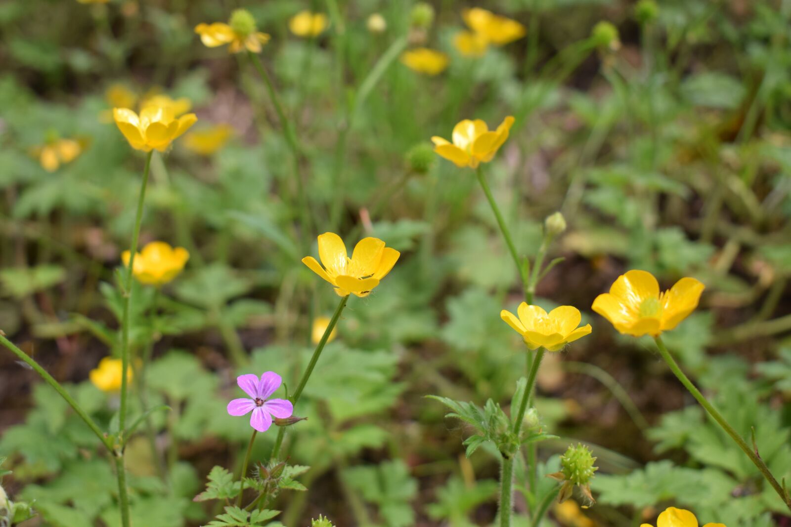 Nikon D3300 sample photo. Buttercups, wildflowers, meadow photography