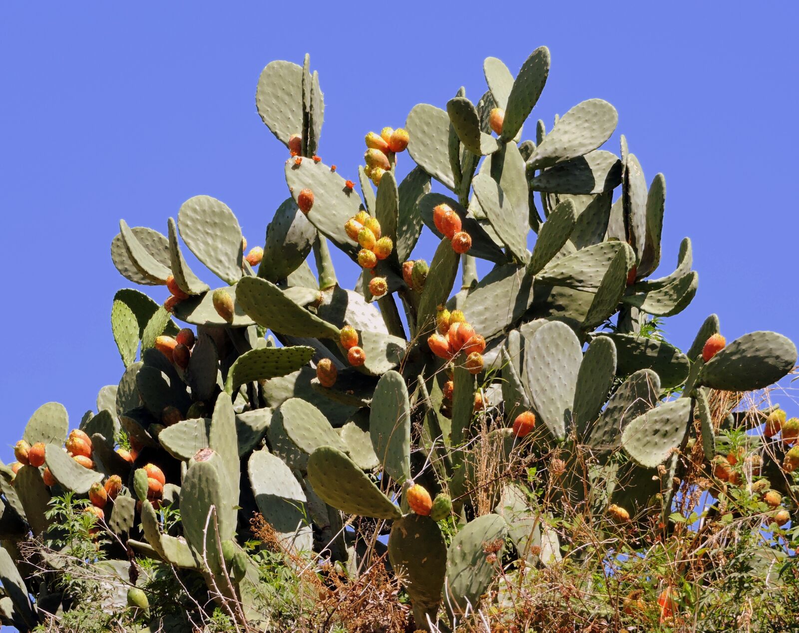 Nikon Coolpix P600 sample photo. Prickly pears, succulent plant photography