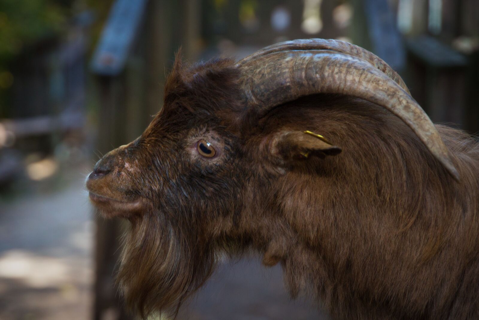 Canon EOS 700D (EOS Rebel T5i / EOS Kiss X7i) sample photo. Goat, animal, nature photography