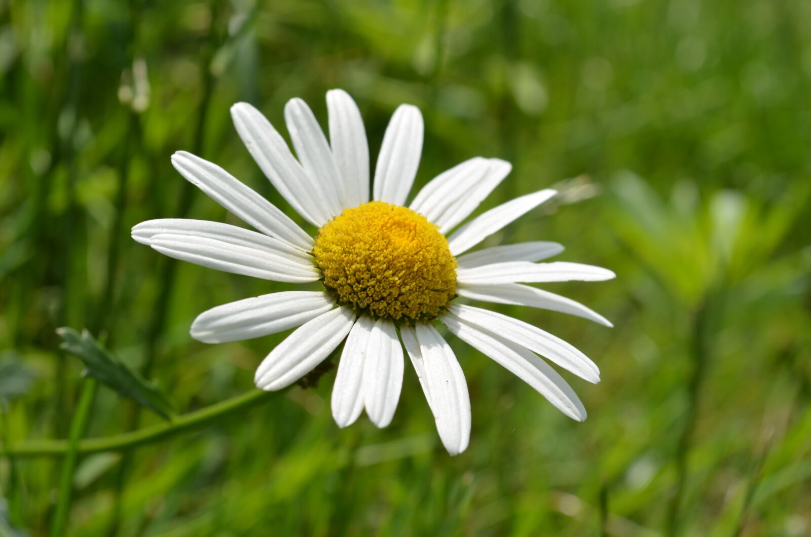 Nikon D5100 sample photo. Leucanthemum, marguerite, margar ta photography