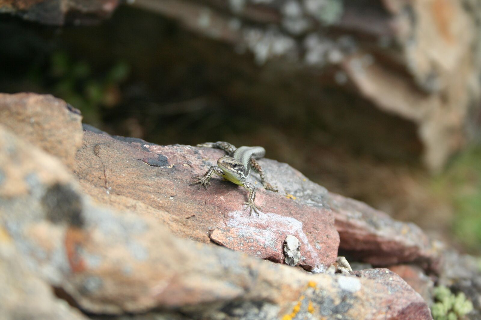 Canon EOS 350D (EOS Digital Rebel XT / EOS Kiss Digital N) sample photo. Reptile, lizard, nature photography