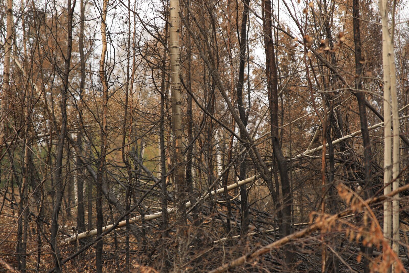 Canon EOS 7D Mark II sample photo. Fire, forest, nature photography