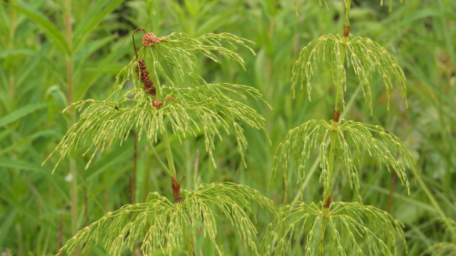Nikon Coolpix P610 sample photo. Horsetail, summer stalk, green photography