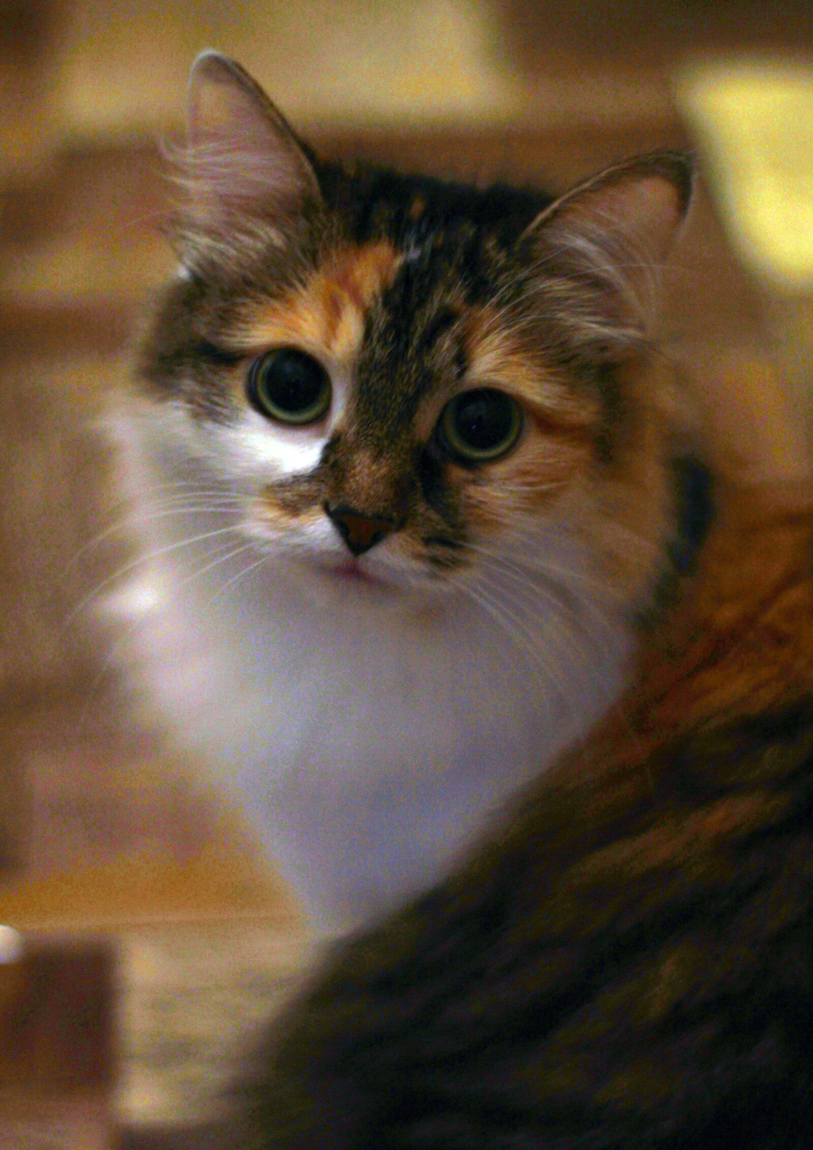 Canon EOS 1200D (EOS Rebel T5 / EOS Kiss X70 / EOS Hi) sample photo. Cat, view, eyes photography