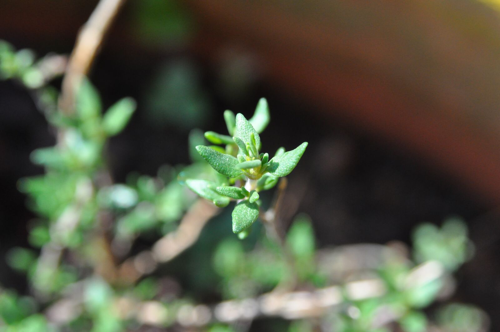 Nikon D90 sample photo. Thyme, herb, spring photography