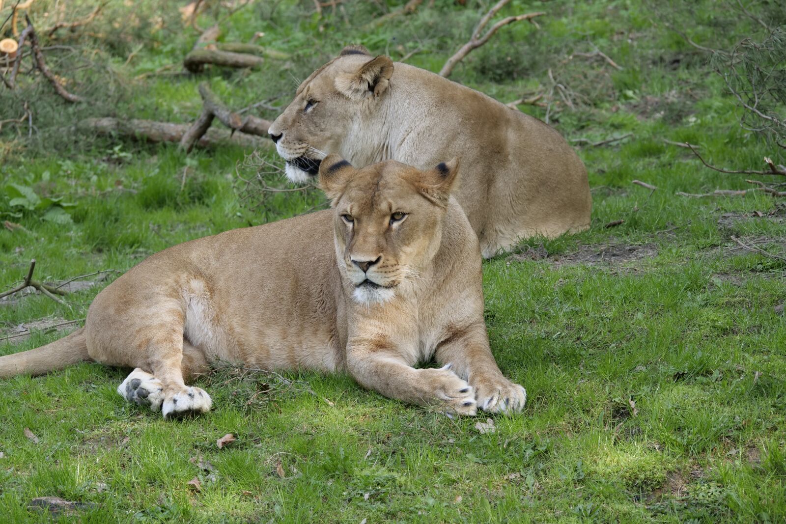 Panasonic Lumix DC-G9 sample photo. Mammal, animal world, cat photography