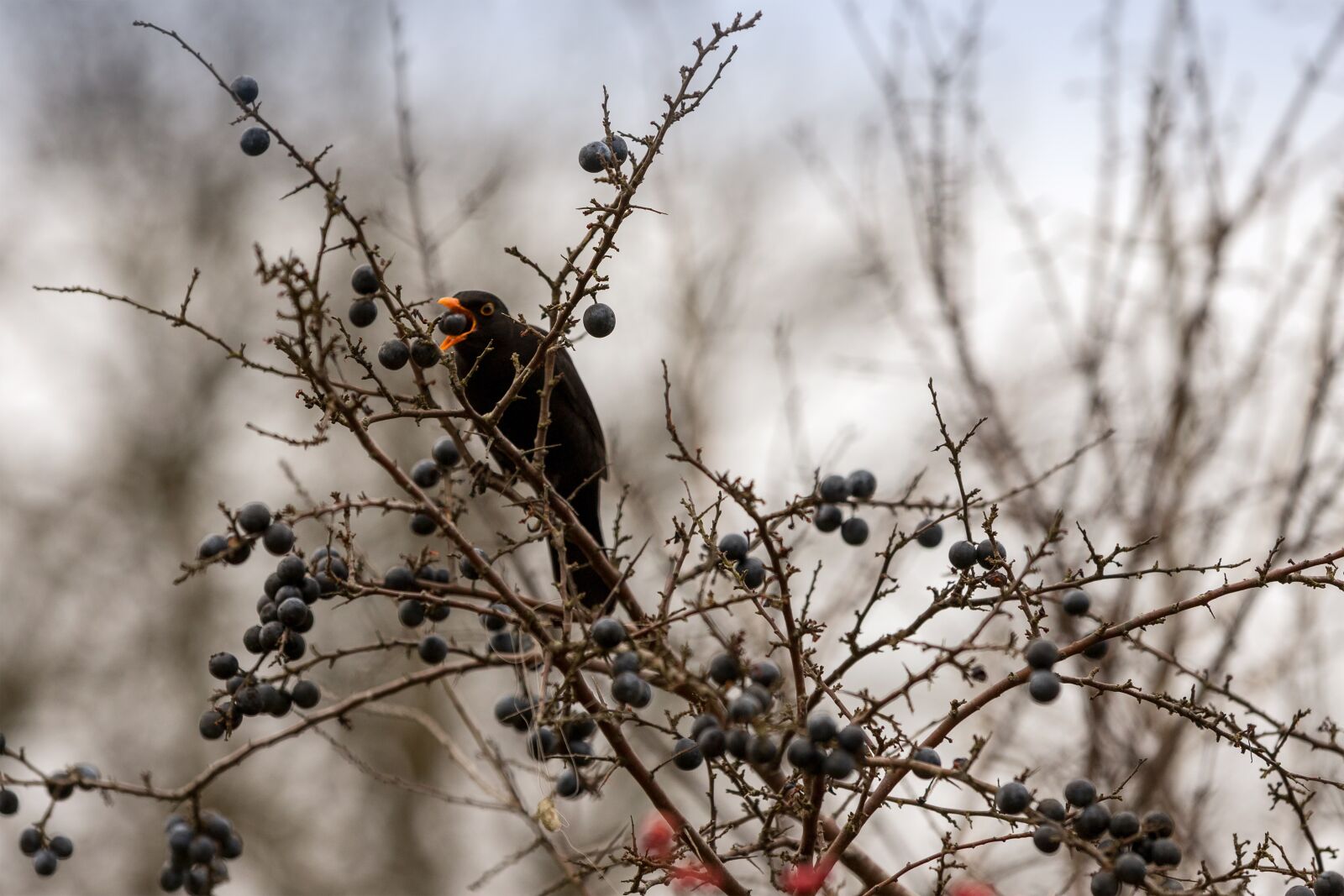 Canon EOS 6D Mark II sample photo. Blackbird, bird, berry photography