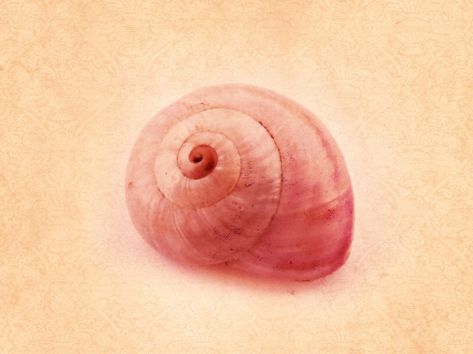 Panasonic DMC-FZ62 sample photo. Conch, background, texture photography
