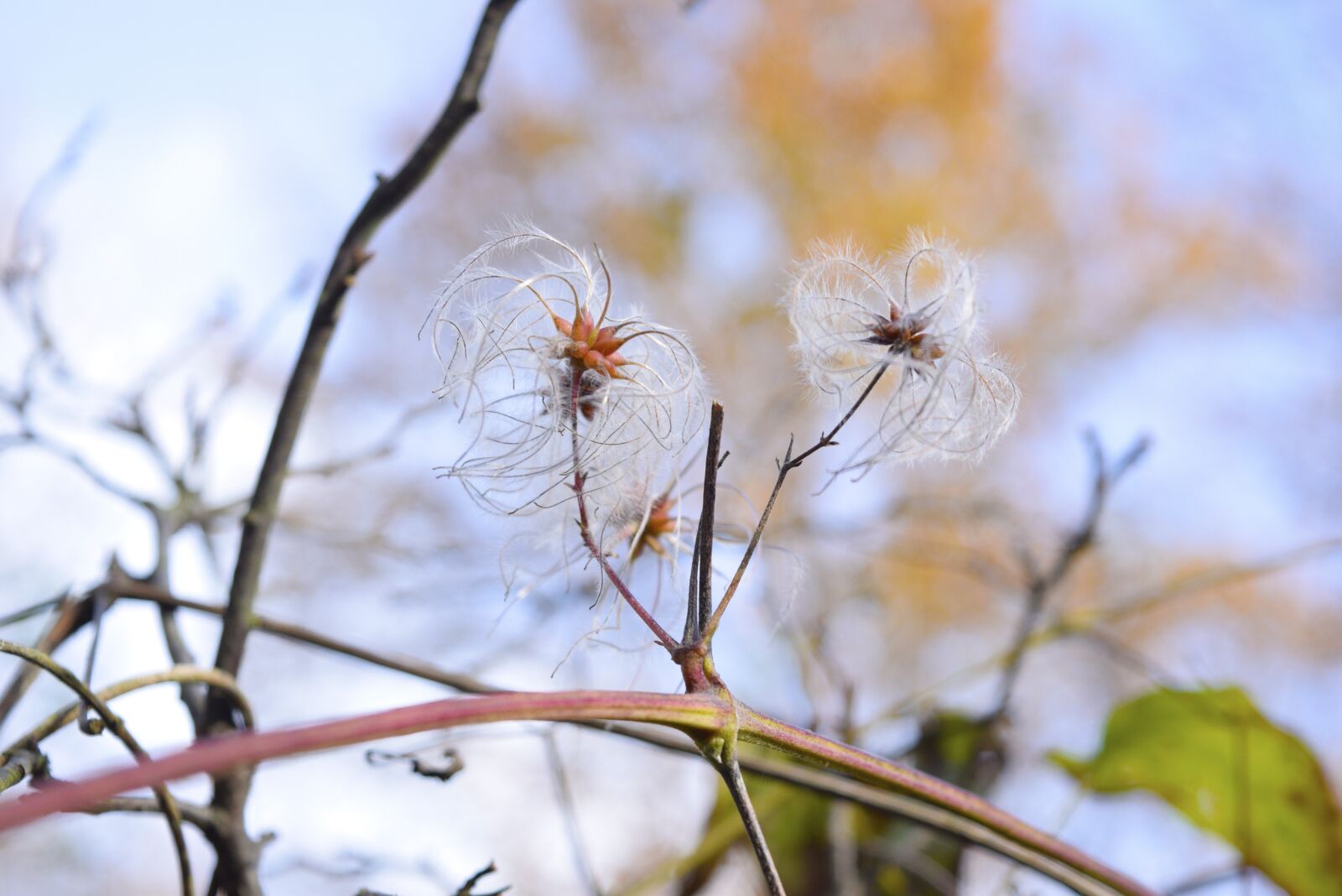 Nikon D3300 sample photo. Autumn, flower, silhouette photography