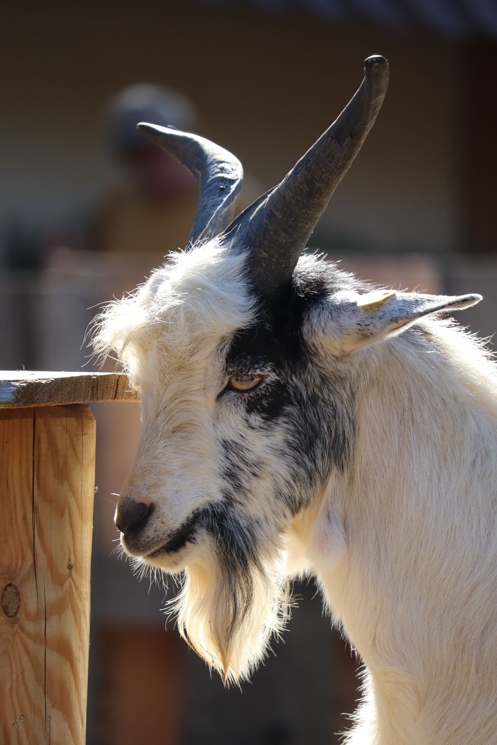 Canon EOS 200D (EOS Rebel SL2 / EOS Kiss X9) sample photo. Goat, bird park schotten photography