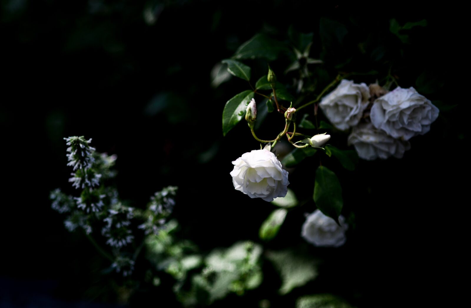 Nikon D610 sample photo. Rose, plant, tender photography