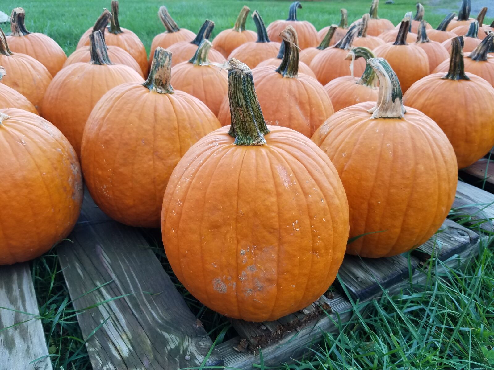 Samsung Galaxy S7 sample photo. Pumpkin, fall, halloween photography