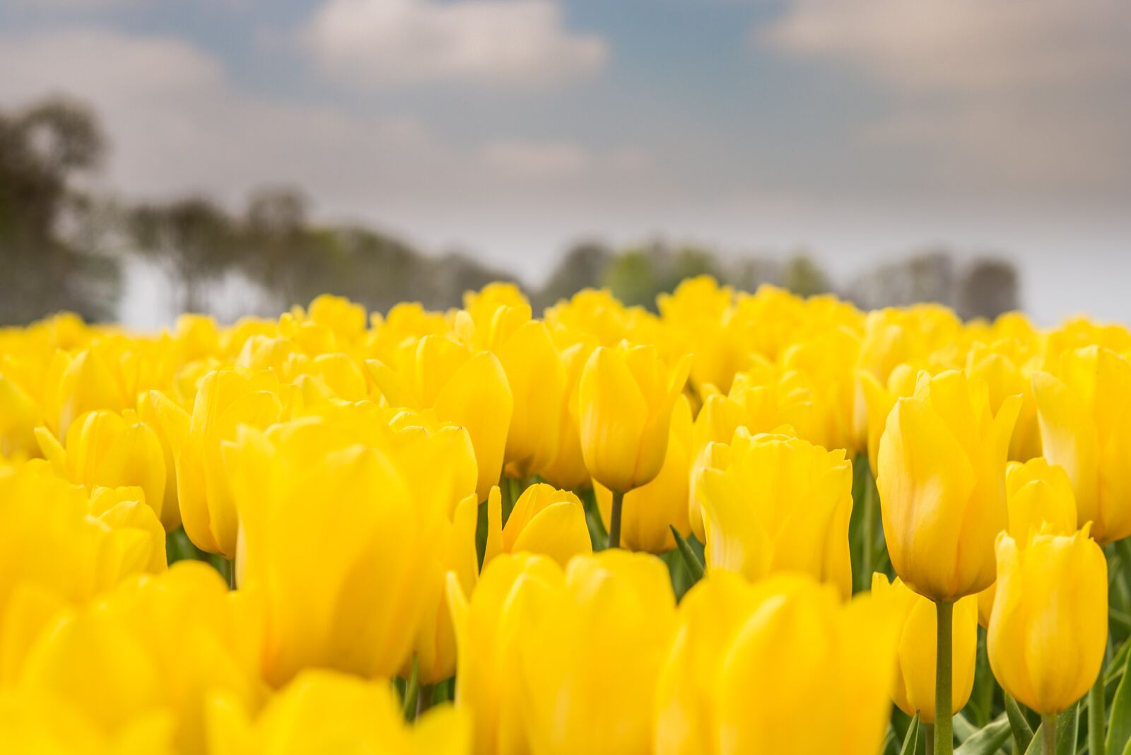 Nikon D600 sample photo. Tulips, dutch, yellow photography