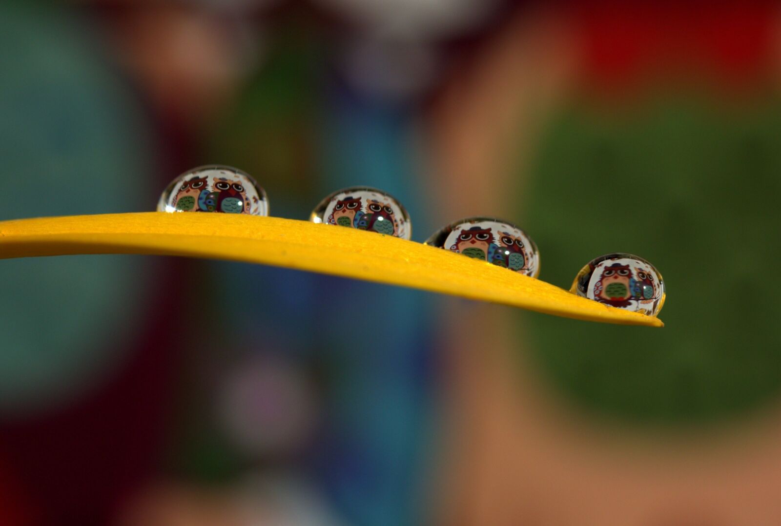 Canon EF-S 60mm F2.8 Macro USM sample photo. Owl, drops, macro photography