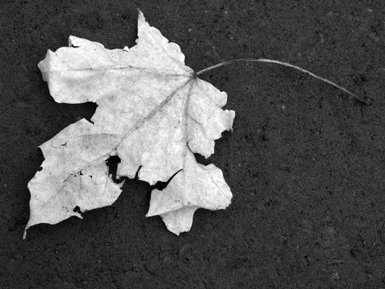 Olympus E-500 (EVOLT E-500) sample photo. Black, and, white, leaf photography