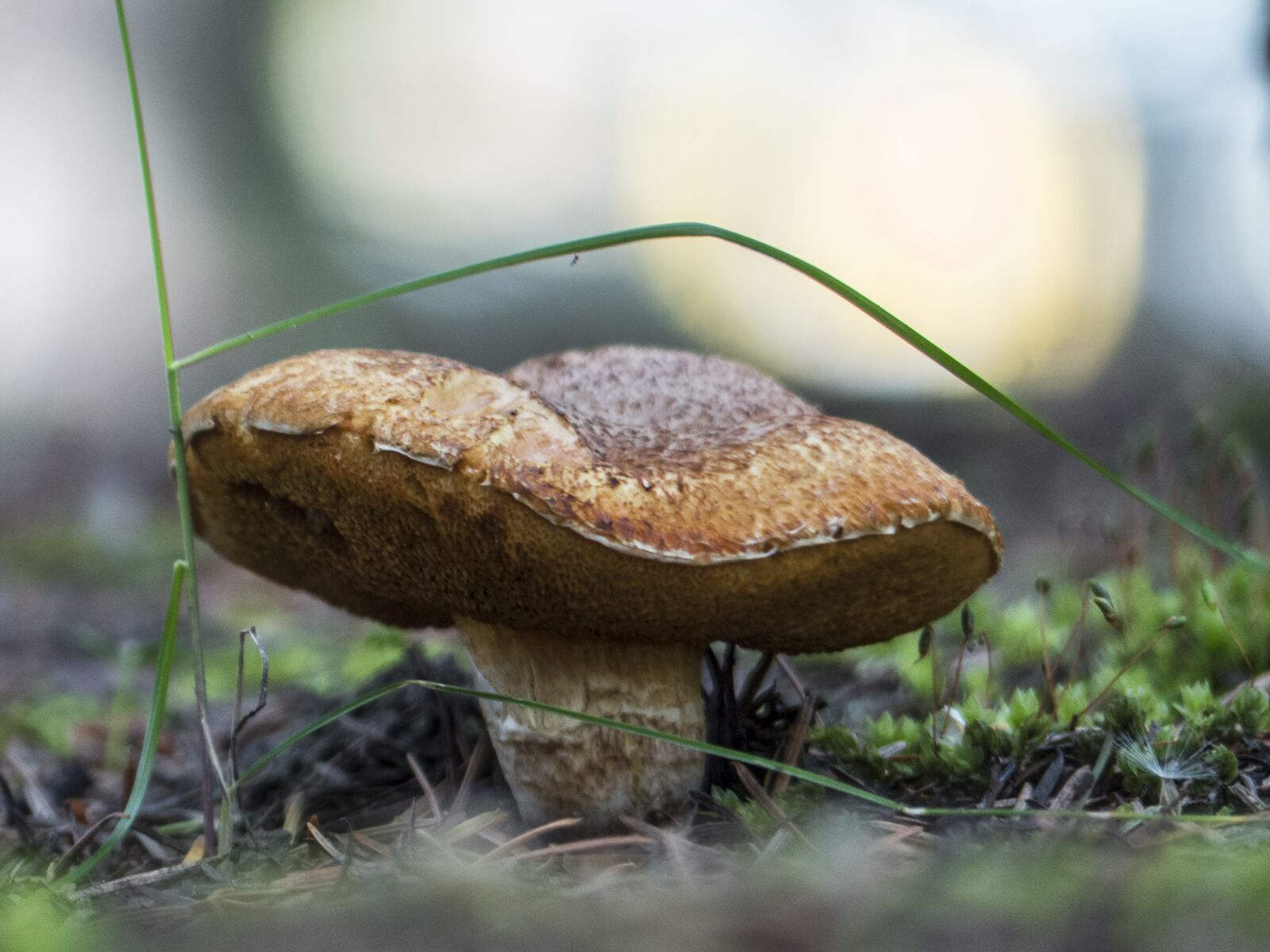 Panasonic Lumix DMC-FZ200 sample photo. Mushroom, backlight, close up photography