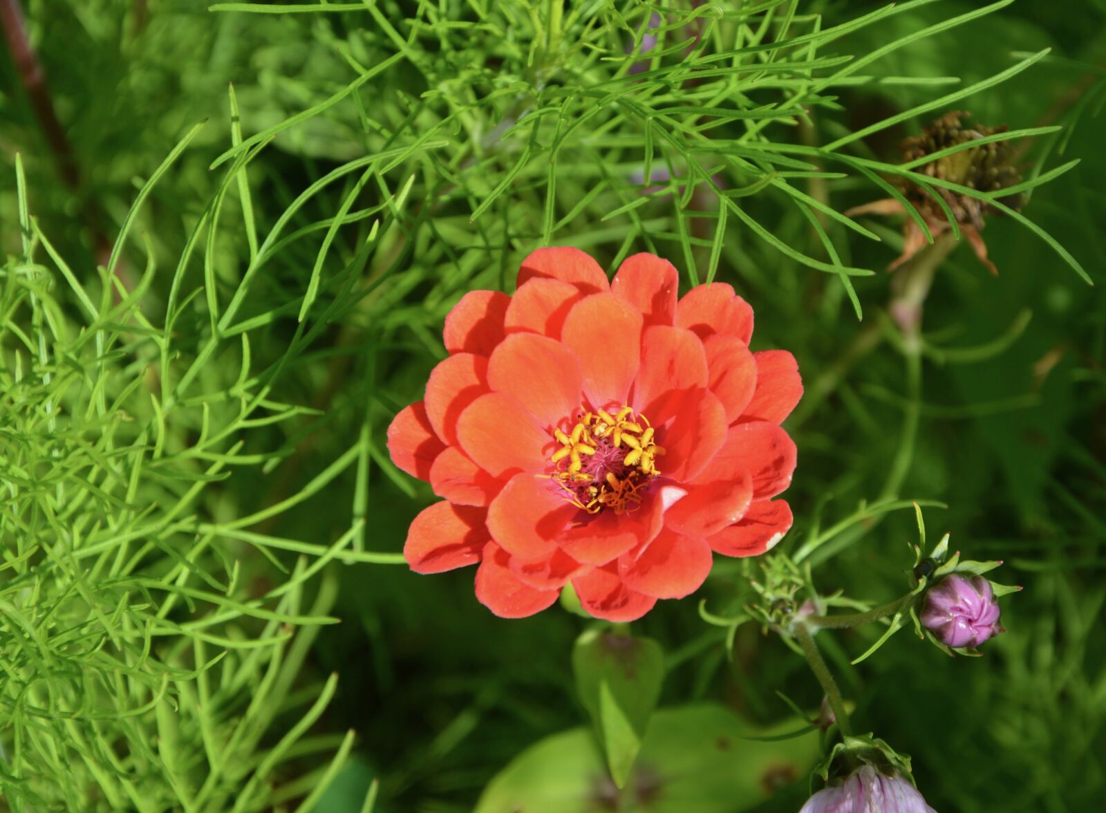 Nikon D5200 sample photo. Red flower, nature, garden photography