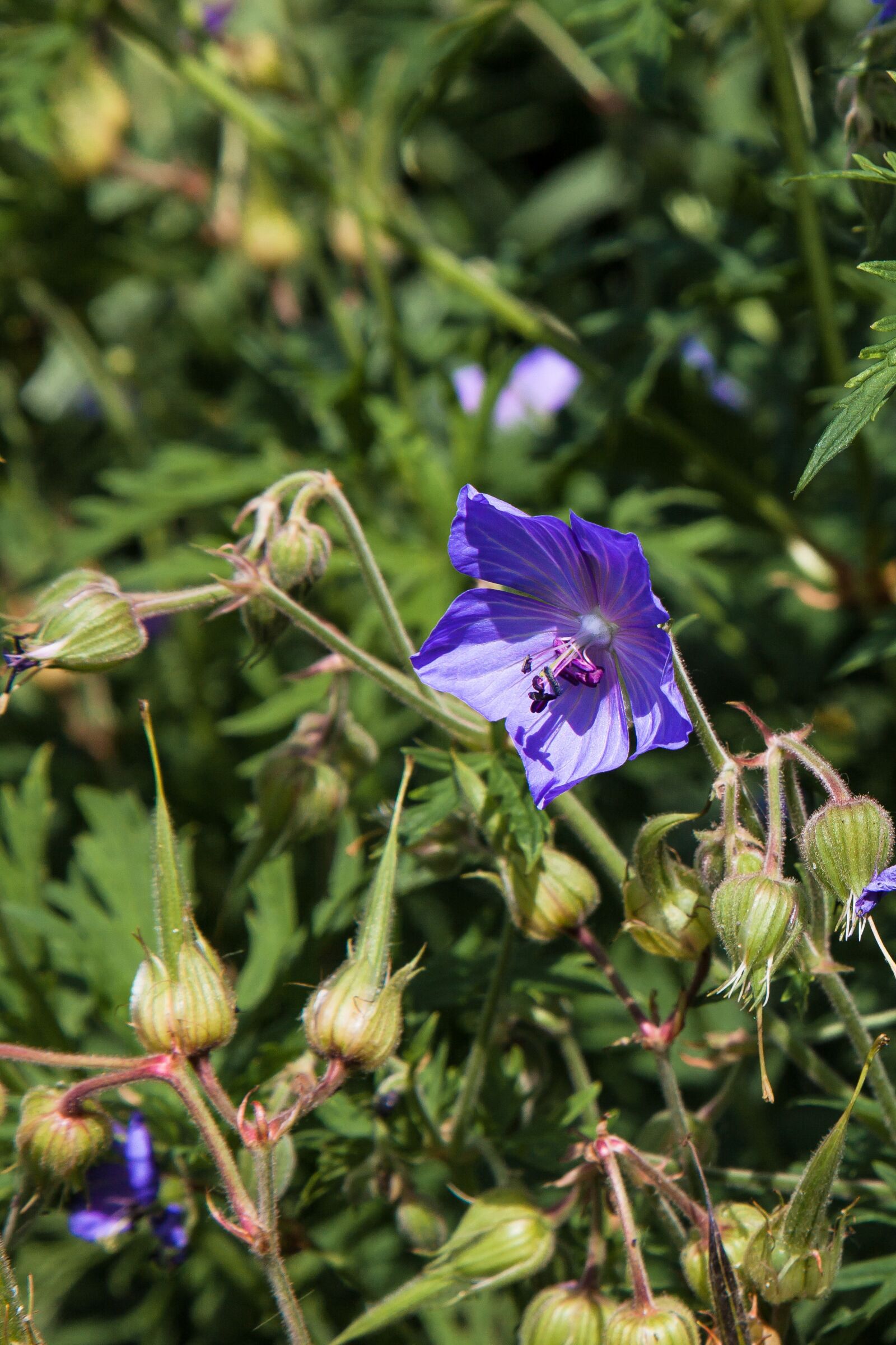 Canon EOS 5D Mark II sample photo. Plant, flowers, violet photography