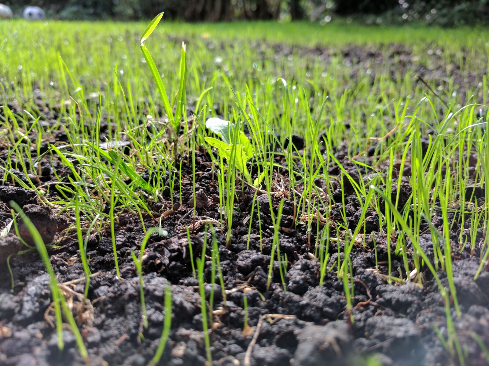 Google Pixel sample photo. Grass seed, up close photography