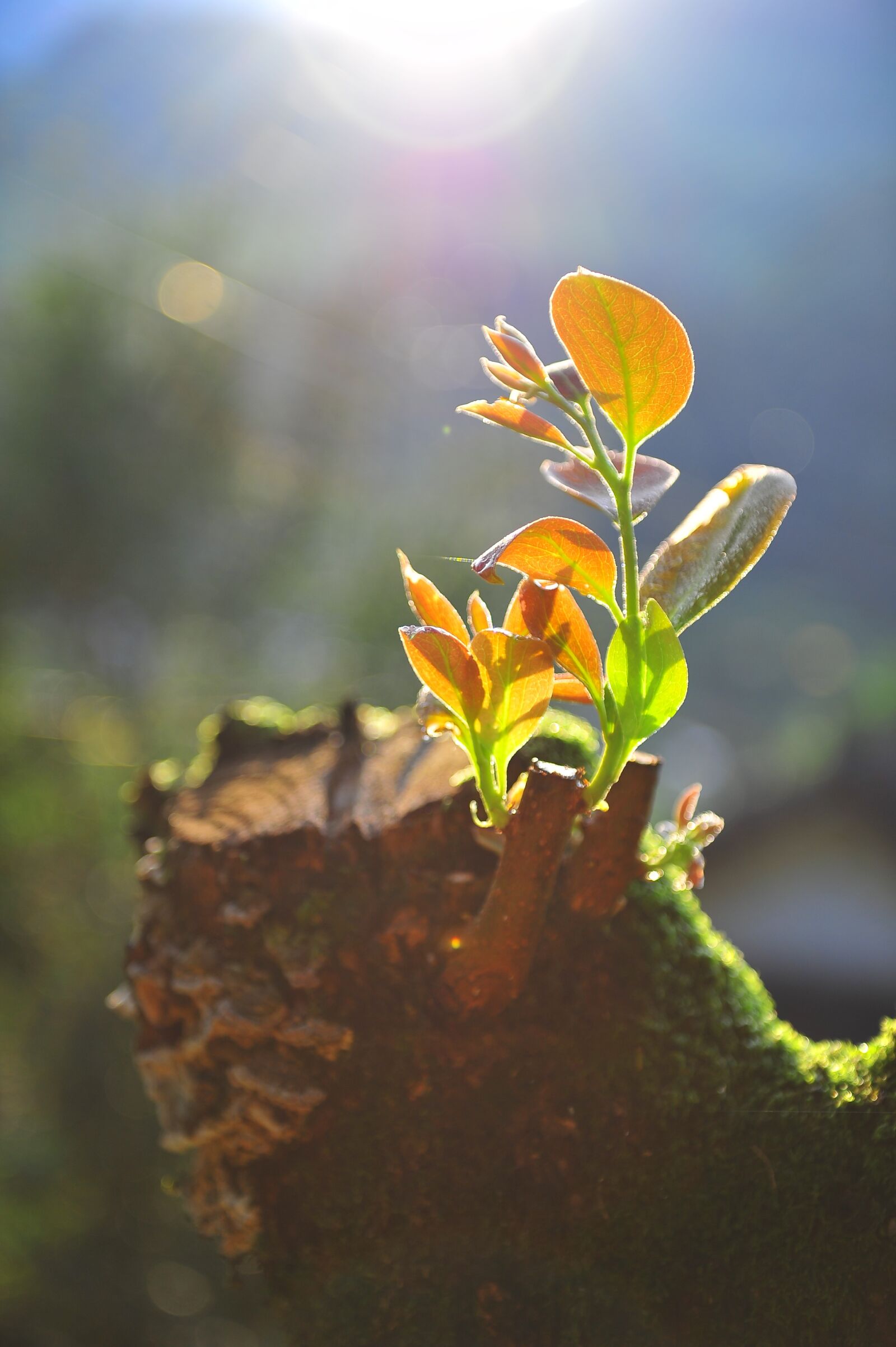 Nikon D3S sample photo. Stump, bud, hope photography