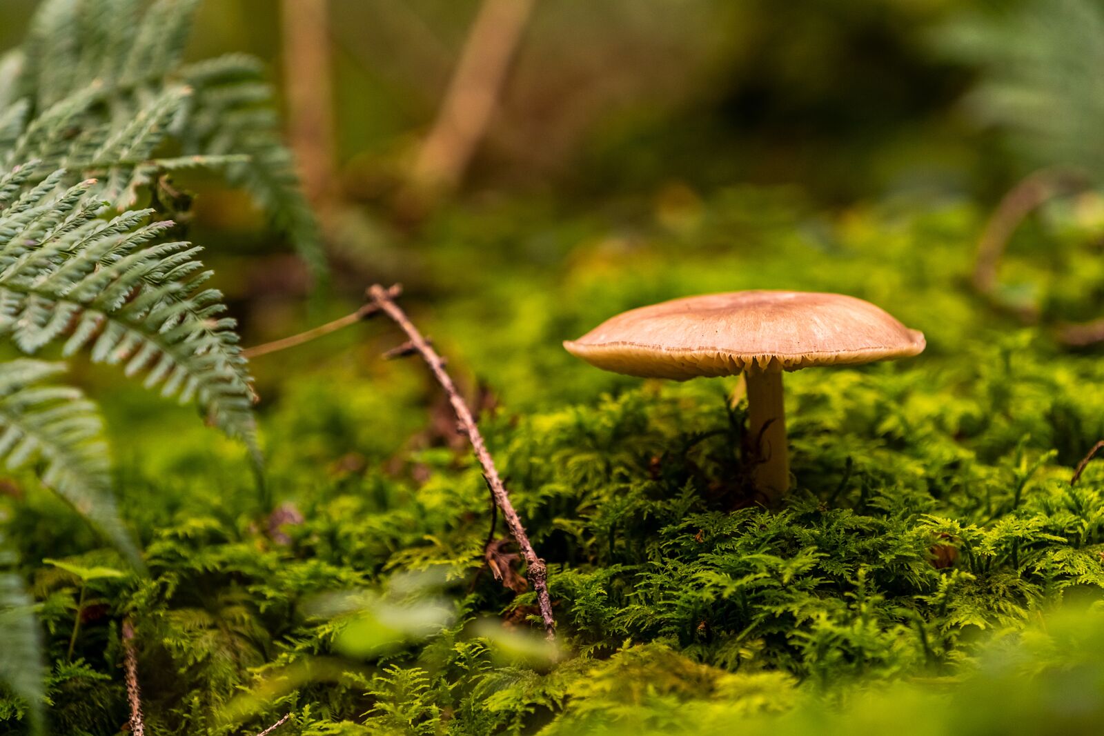 Sony a7 III + Sony FE 70-200mm F4 G OSS sample photo. Nature, mushroom, fungus photography