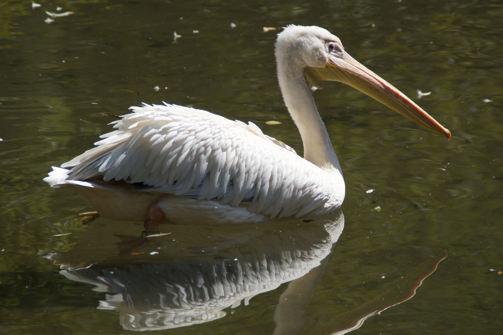 Sony SLT-A58 sample photo. Pelikan, portrait, animal portrait photography