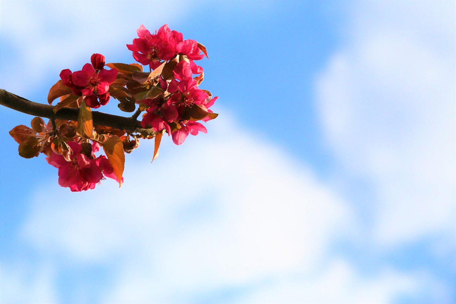 Canon EF 24-105mm F4L IS USM sample photo. Background, flower, tree photography