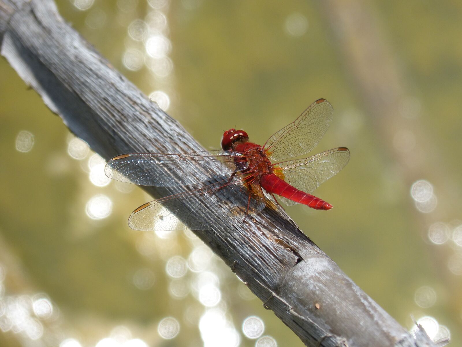 Panasonic DMC-FZ62 sample photo. Dragonfly, red dragonfly, erythraea photography