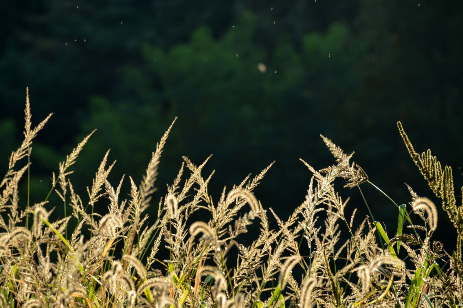 Nikon D3200 sample photo. Silver grass, silver pool photography
