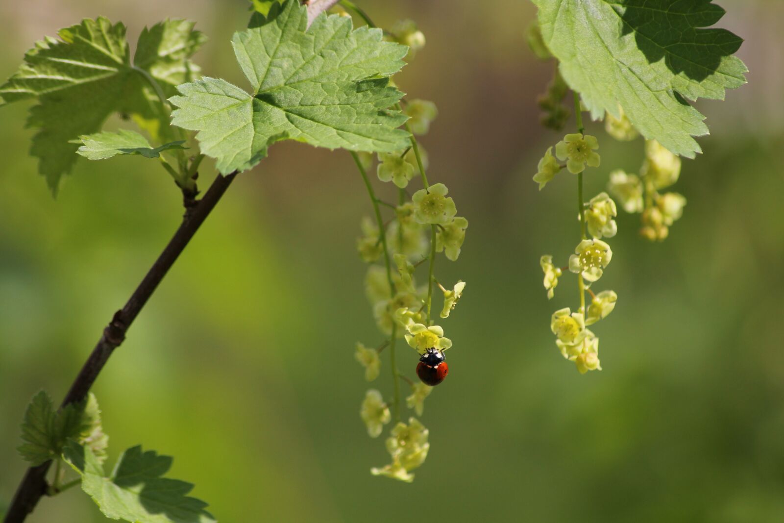 Canon EOS 1100D (EOS Rebel T3 / EOS Kiss X50) sample photo. Ladybug, beetle, spring photography