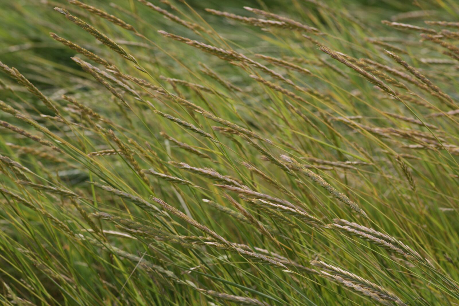 Canon EOS 450D (EOS Rebel XSi / EOS Kiss X2) sample photo. Wind, grass, meadow photography