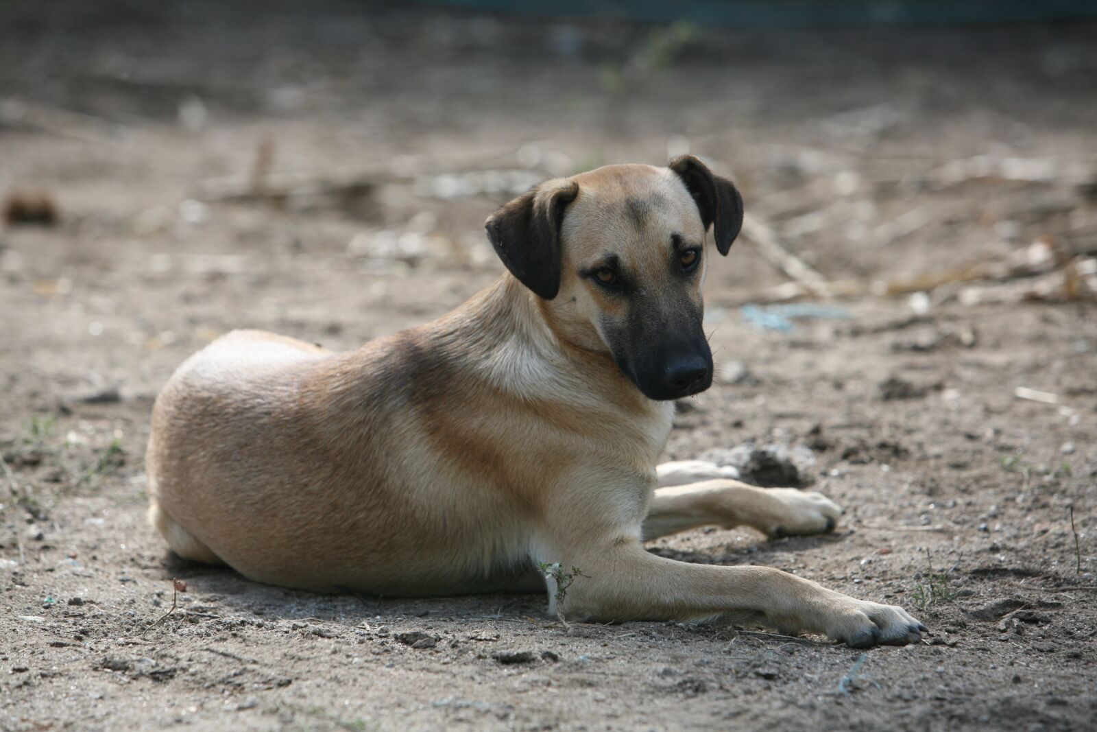 Canon EOS 5D sample photo. Dog, animal, portuguese dog photography