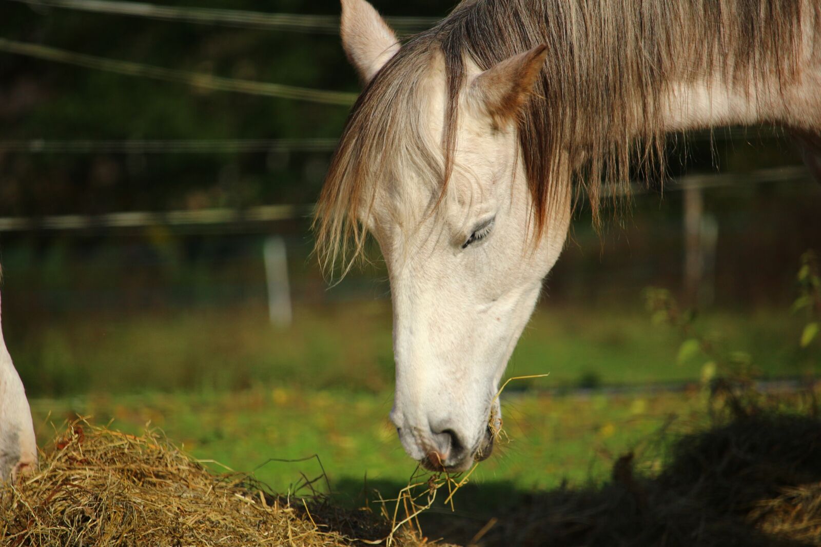 Canon EOS 100D (EOS Rebel SL1 / EOS Kiss X7) sample photo. Horse, mold, horse head photography