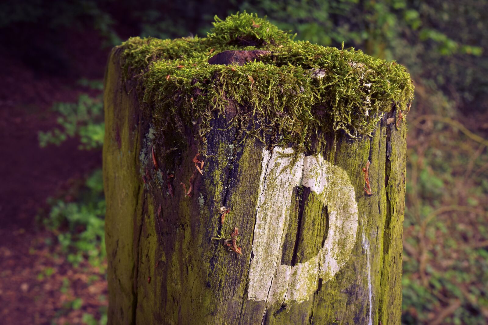 Nikon D3300 sample photo. Hiking, trail, nature photography
