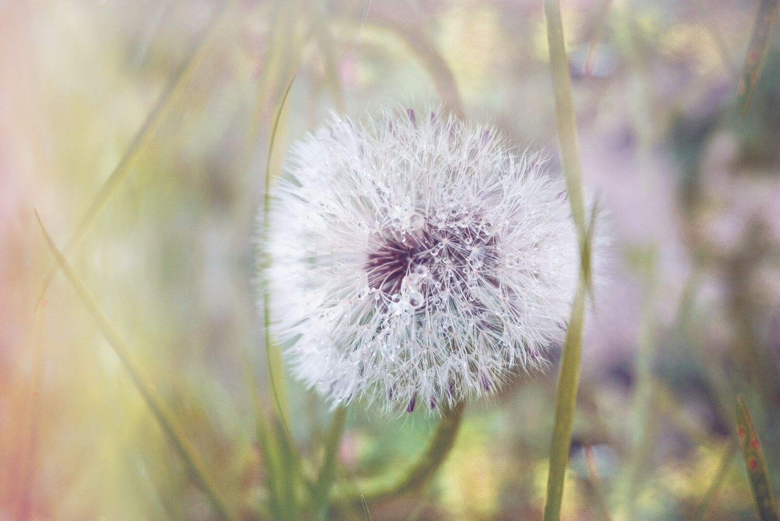 Sony a5100 sample photo. Nature, dandelion, pointed flower photography