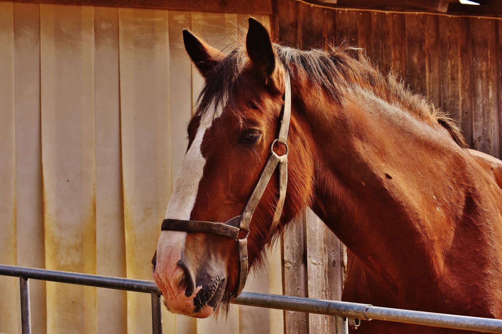 Nikon D7200 sample photo. Shire horse, horse, big photography