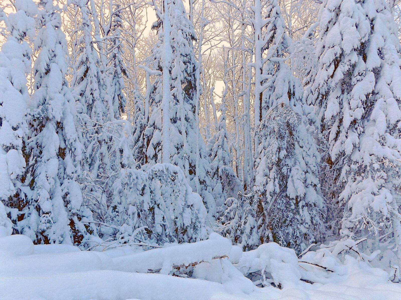Fujifilm FinePix S8600 sample photo. Winter, wonderland, snow photography
