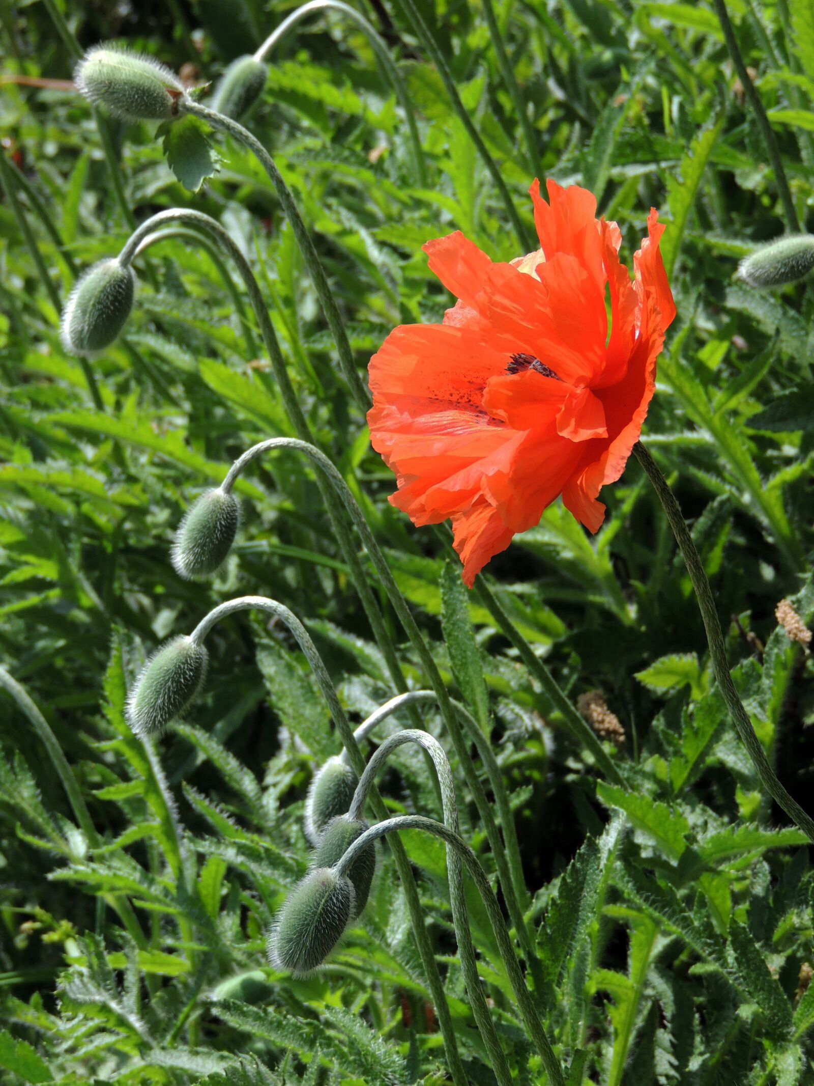 Nikon Coolpix P510 sample photo. Poppy, poppies, orange photography